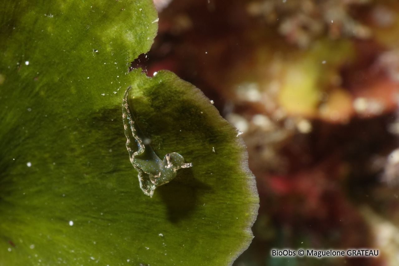 Elysie verte - Elysia viridis - Maguelone GRATEAU - BioObs