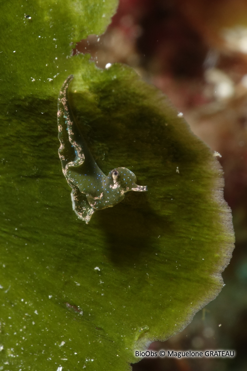 Elysie verte - Elysia viridis - Maguelone GRATEAU - BioObs