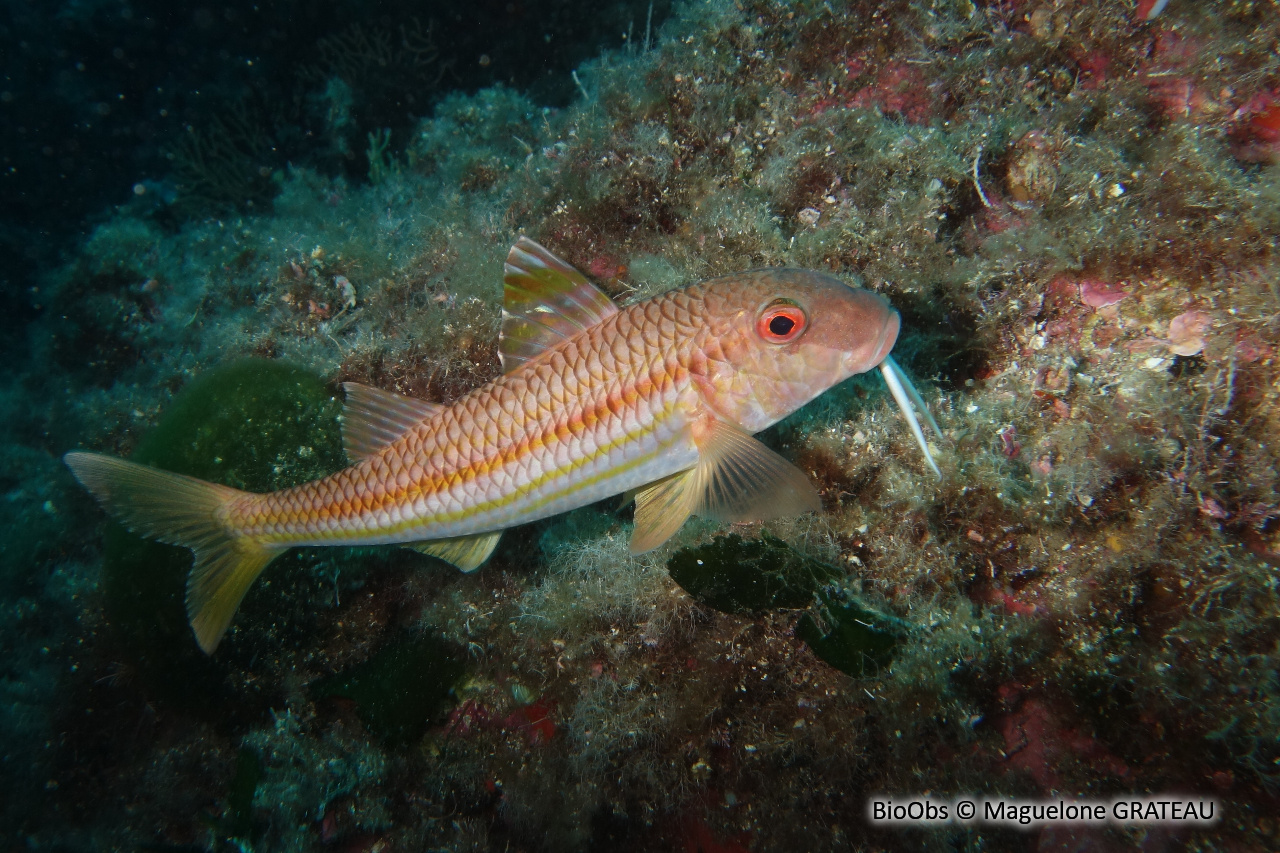 Rouget de roche - Mullus surmuletus - Maguelone GRATEAU - BioObs