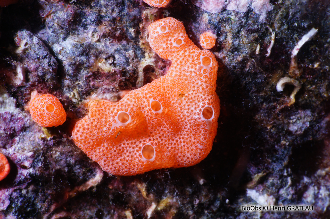 Didemne commun - Didemnum commune - Henri GRATEAU - BioObs