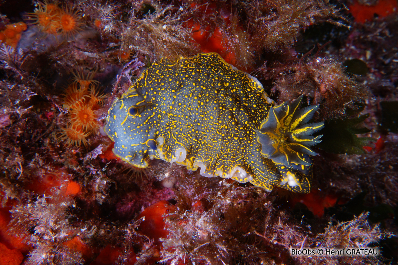 Doris géante - Felimare picta - Henri GRATEAU - BioObs
