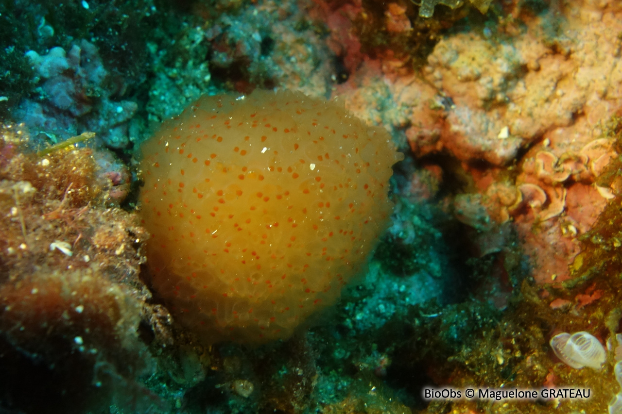 Pseudodistoma corse - Pseudodistoma cyrnusense - Maguelone GRATEAU - BioObs