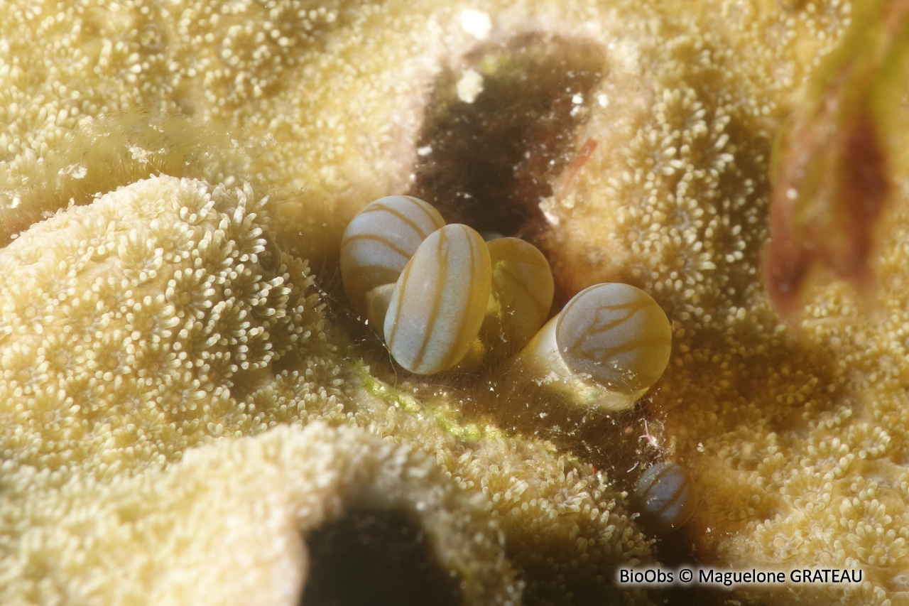 Anémone secrète - Lebrunia coralligens - Maguelone GRATEAU - BioObs