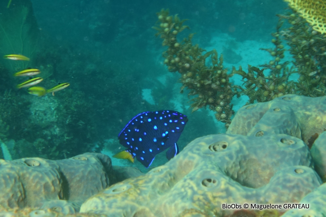 Chaffet queue jaune - Microspathodon chrysurus - Maguelone GRATEAU - BioObs