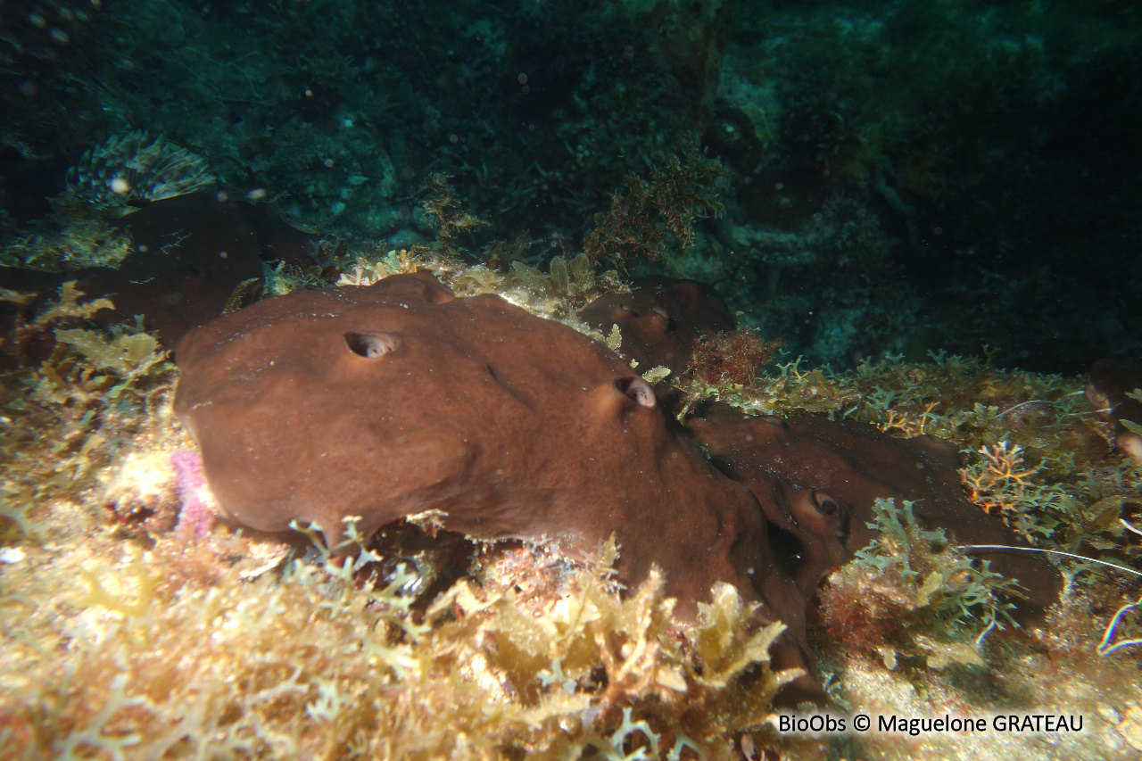 Eponge de Zea - Svenzea zeai - Maguelone GRATEAU - BioObs