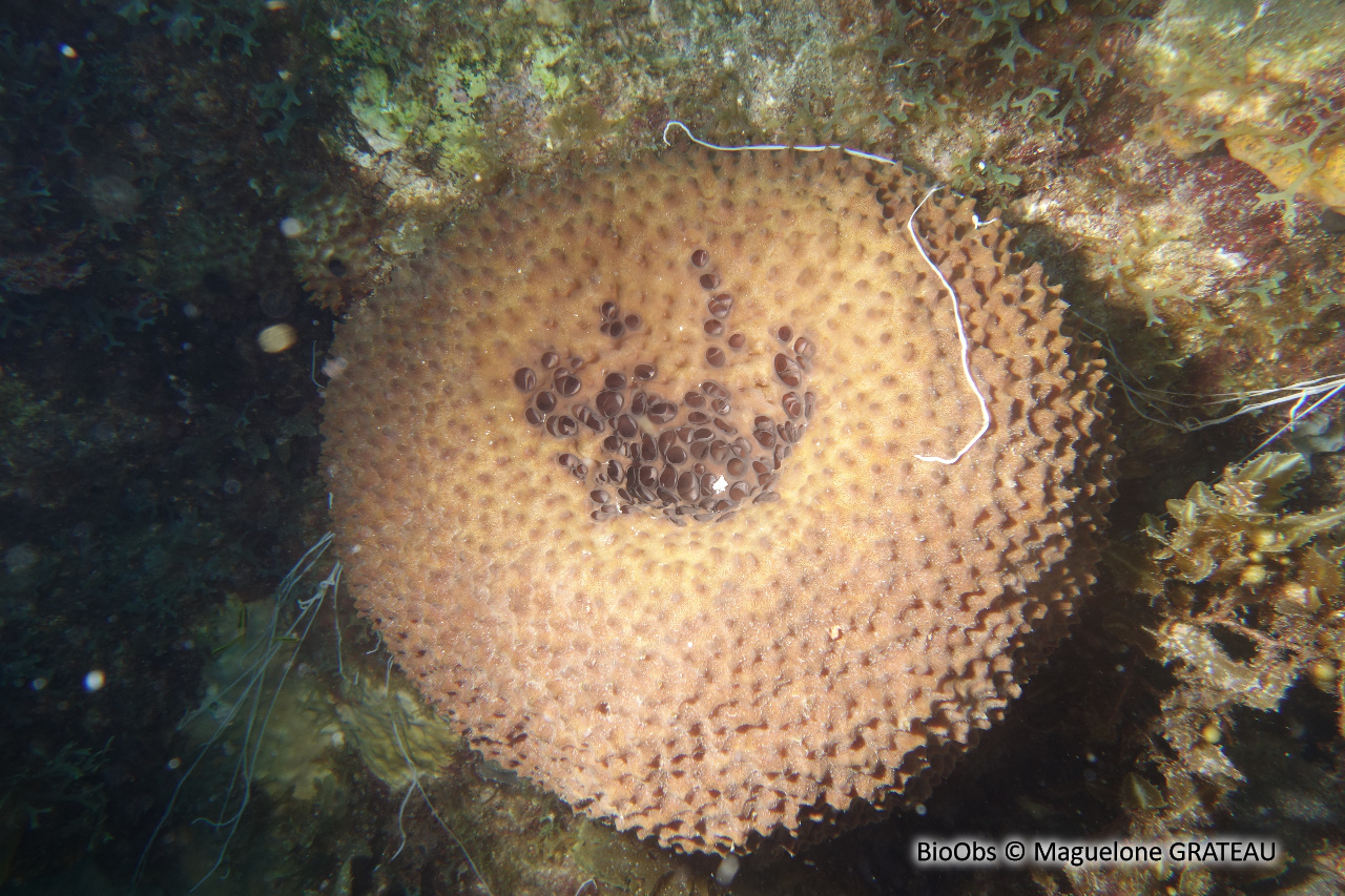 Eponge-balle - Ircinia strobilina - Maguelone GRATEAU - BioObs
