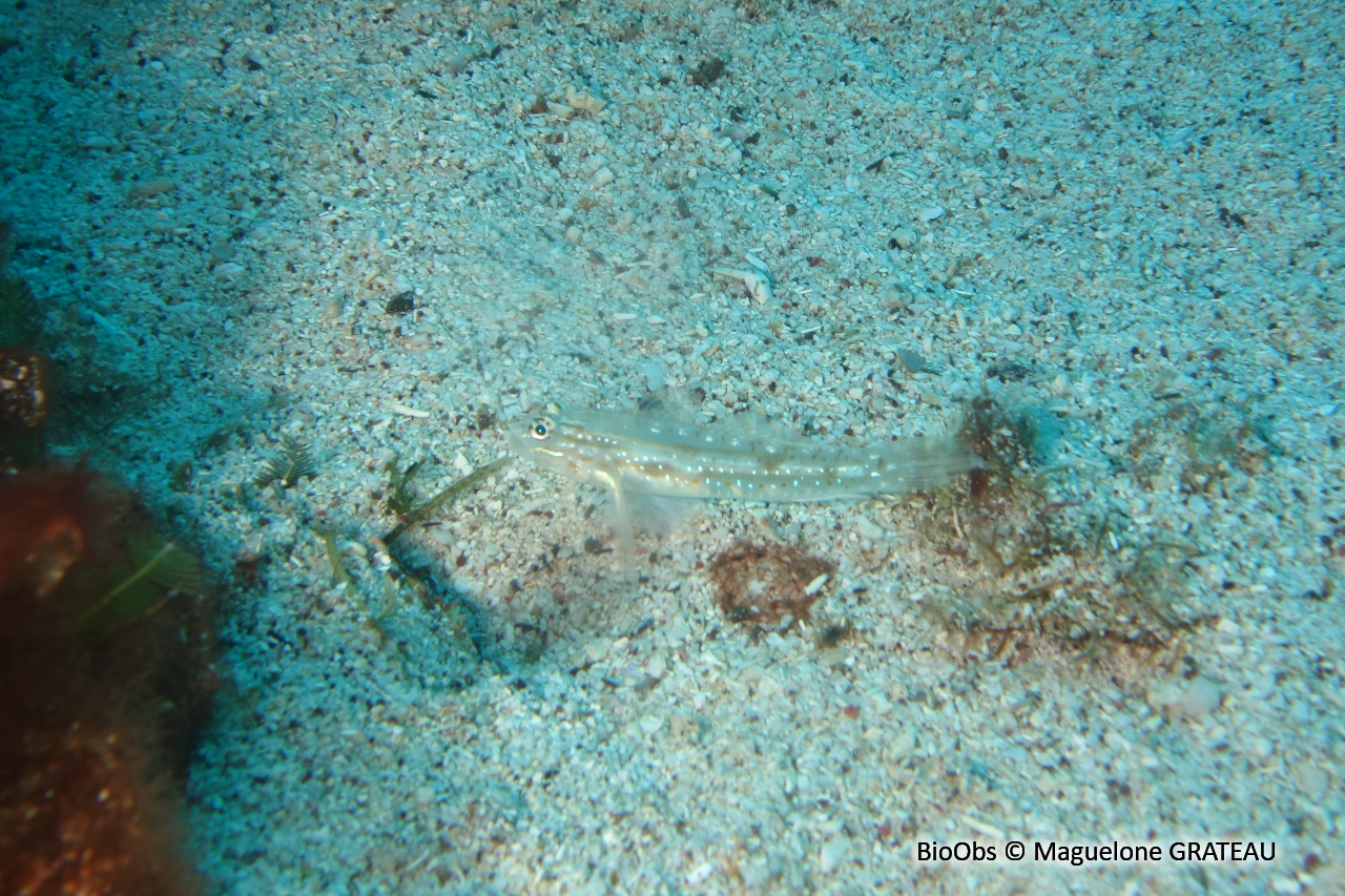 Gobie de fond corallien - Coryphopterus tortugae - Maguelone GRATEAU - BioObs