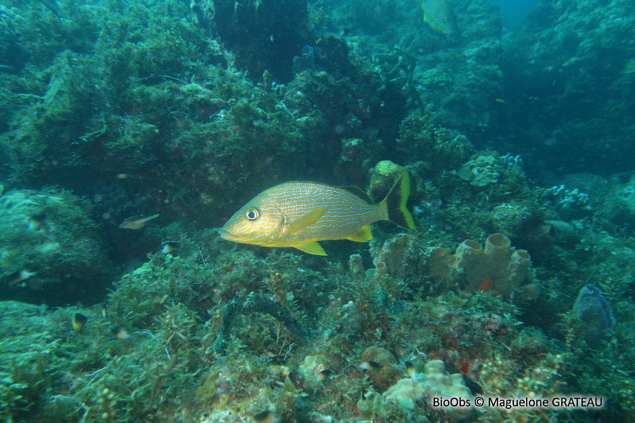 Gorette bleue - Haemulon sciurus - Maguelone GRATEAU - BioObs