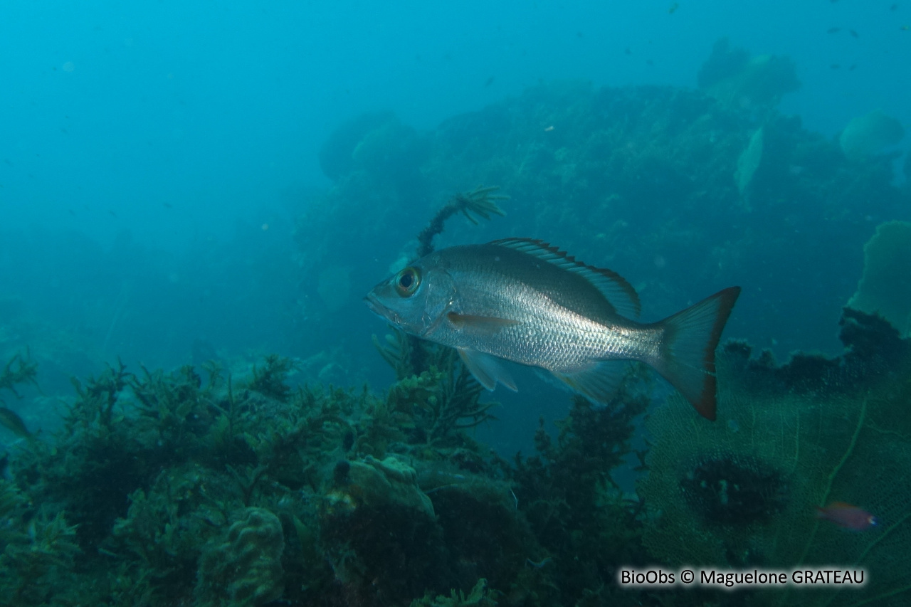 Pagre mahogoni - Lutjanus mahogoni - Maguelone GRATEAU - BioObs