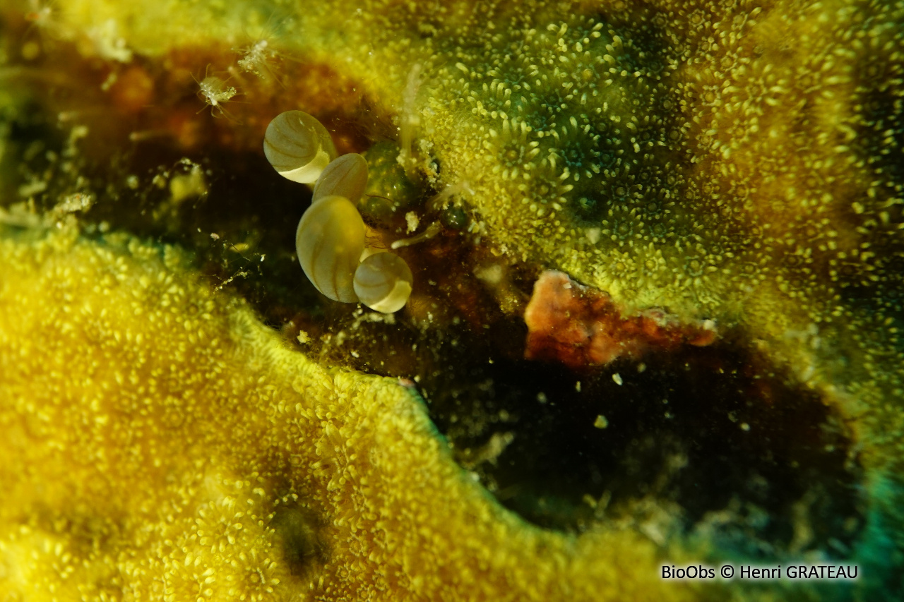 Anémone secrète - Lebrunia coralligens - Henri GRATEAU - BioObs