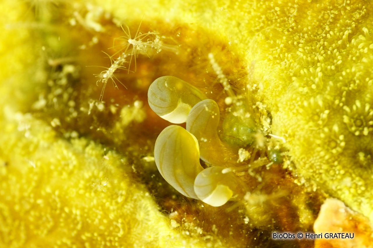 Anémone secrète - Lebrunia coralligens - Henri GRATEAU - BioObs