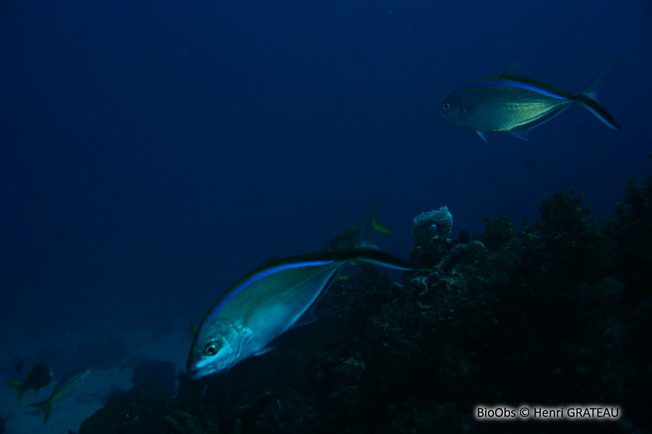 Carangue franche - Caranx ruber - Henri GRATEAU - BioObs