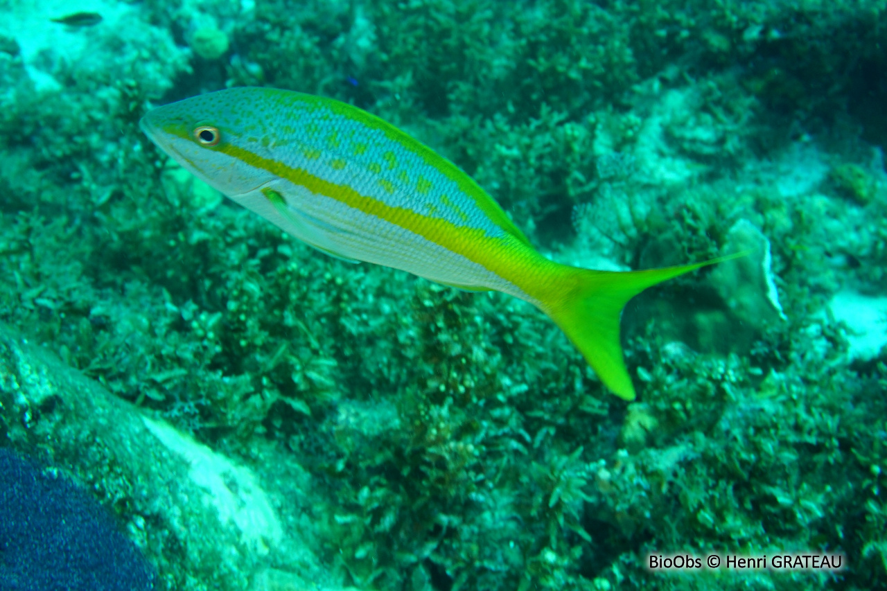 Colas-Sarde à queue jaune - Ocyurus chrysurus - Henri GRATEAU - BioObs