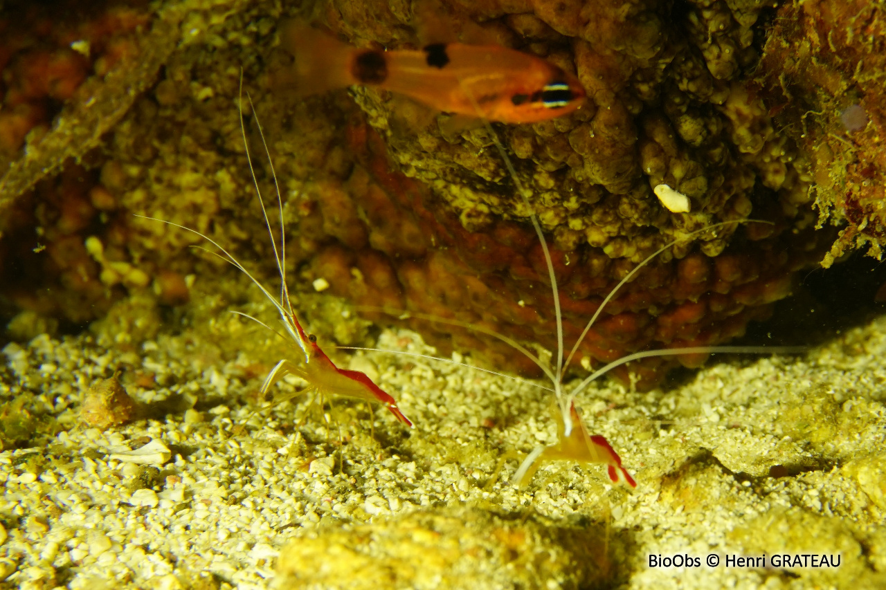 Crevette barbier caraïbes - Lysmata grabhami - Henri GRATEAU - BioObs