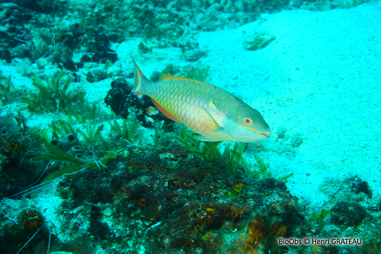 Perroquet à bride - Sparisoma aurofrenatum - Henri GRATEAU - BioObs