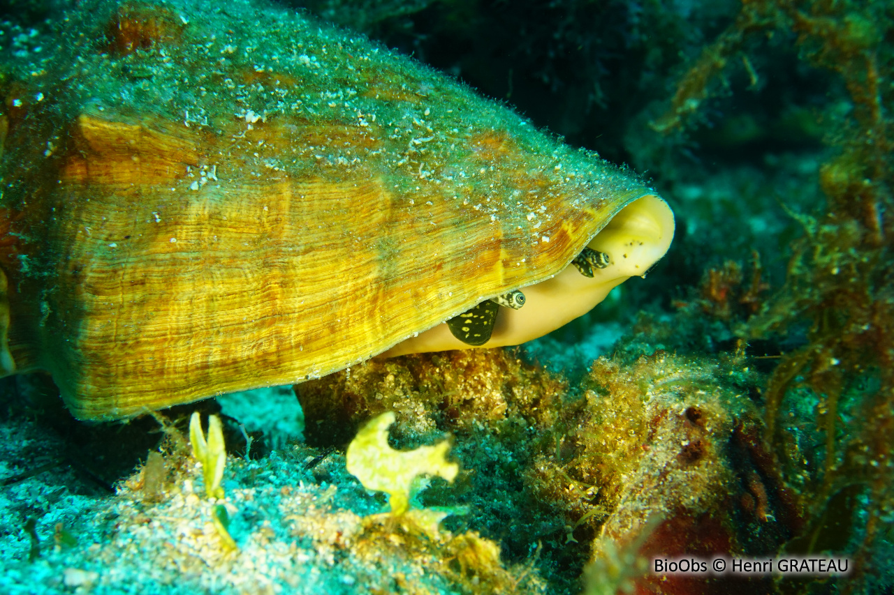 Strombe géant - Aliger gigas - Henri GRATEAU - BioObs