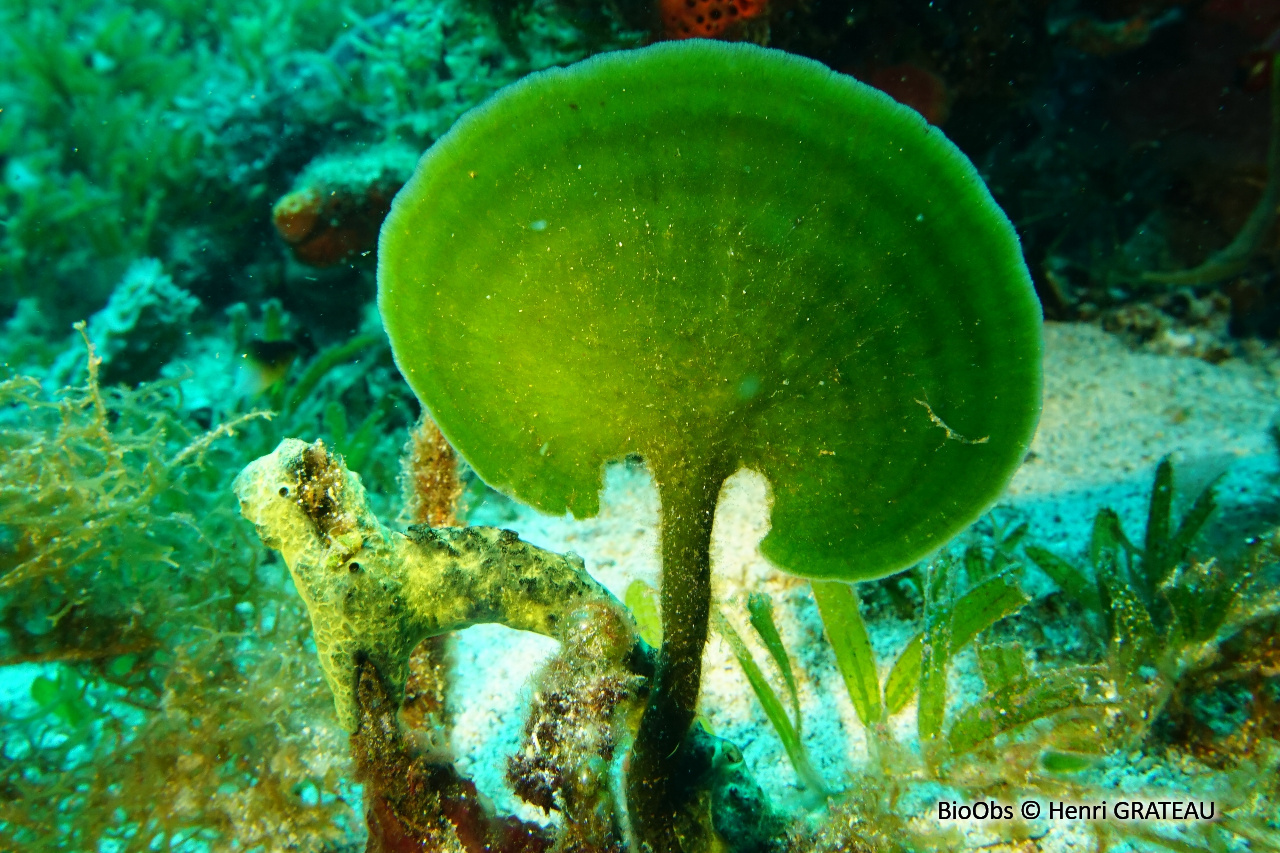 Algue pagaie - Avrainvillea asarifolia - Henri GRATEAU - BioObs