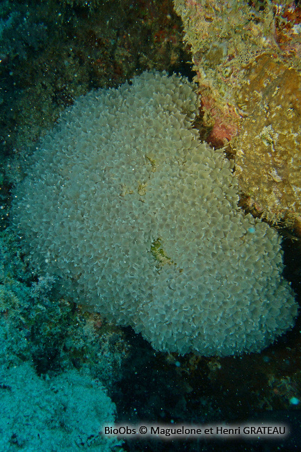 Corail à bulles - Physogyra lichtensteini - Maguelone GRATEAU - BioObs