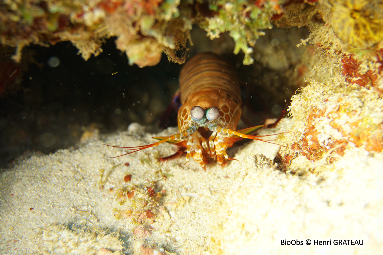 Mante de mer paon - Odontodactylus scyllarus - Henri GRATEAU - BioObs