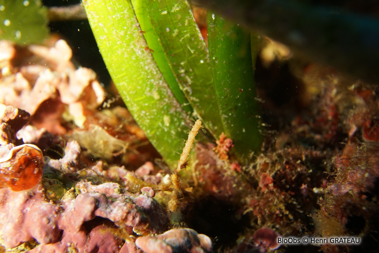 Bryozoaire cactus-cierge - Margaretta cereoides - Henri GRATEAU - BioObs
