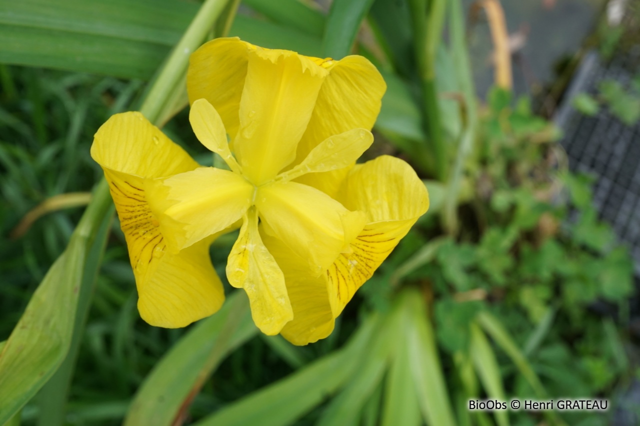 Iris faux-acore - Iris pseudacorus - Henri GRATEAU - BioObs