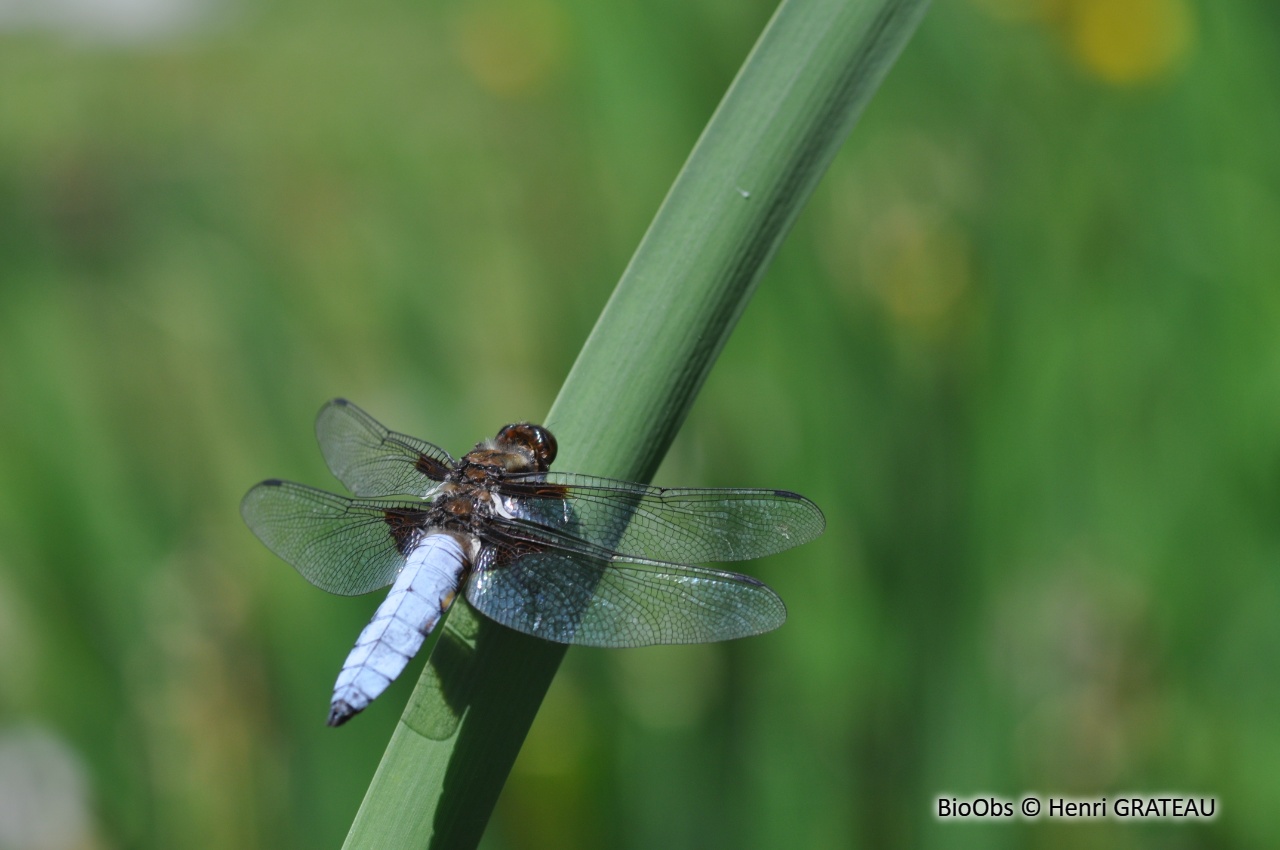 Libellule déprimée - Libellula depressa - Henri GRATEAU - BioObs