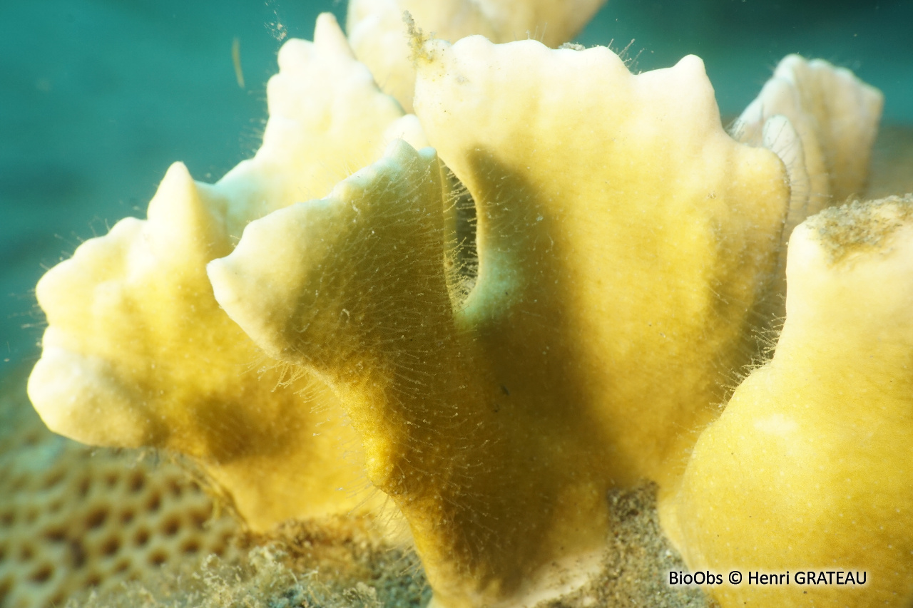 Corail de feu branchu - Millepora alcicornis - Henri GRATEAU - BioObs