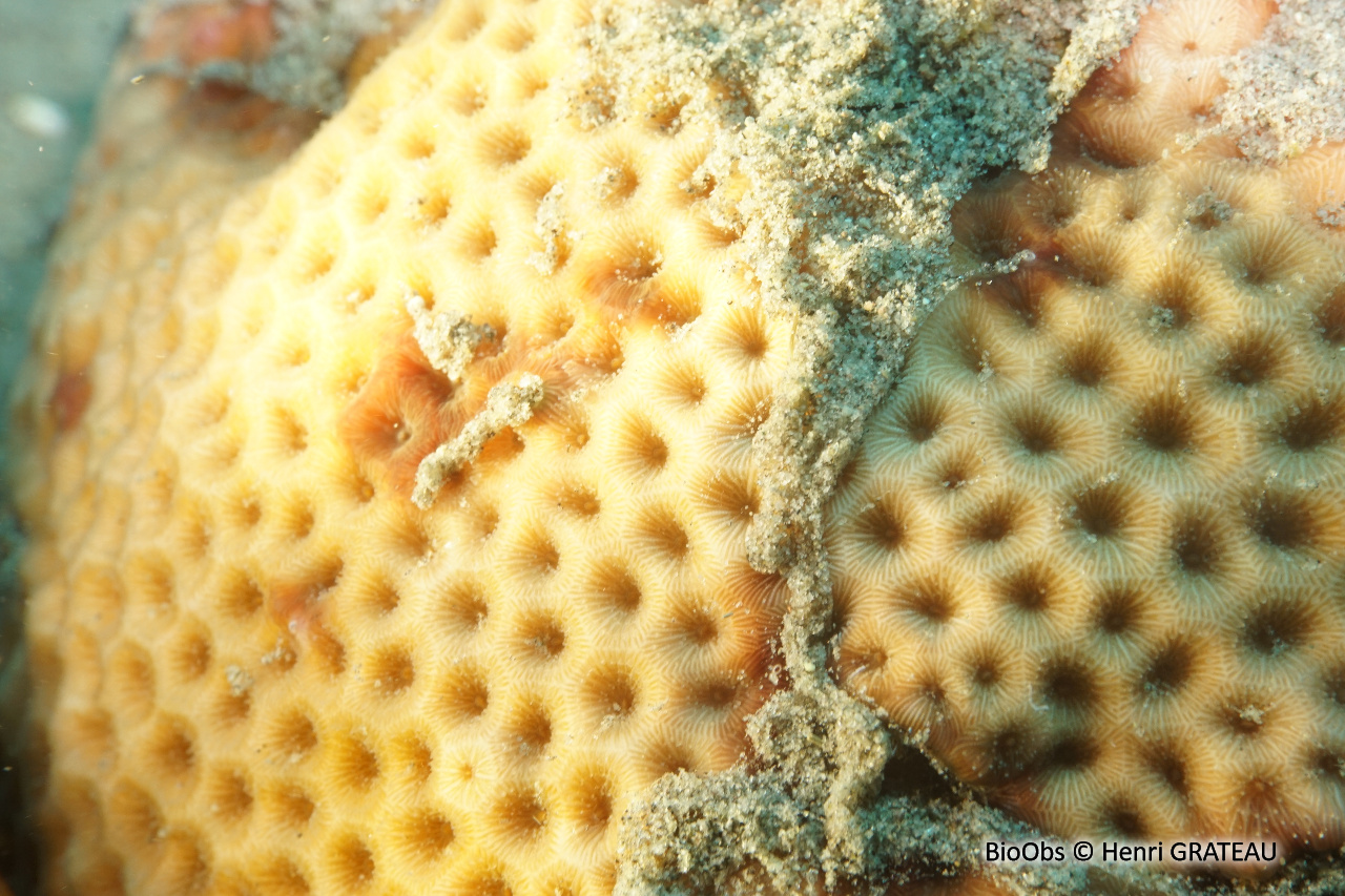 Corail starlette massif - Siderastrea siderea - Henri GRATEAU - BioObs
