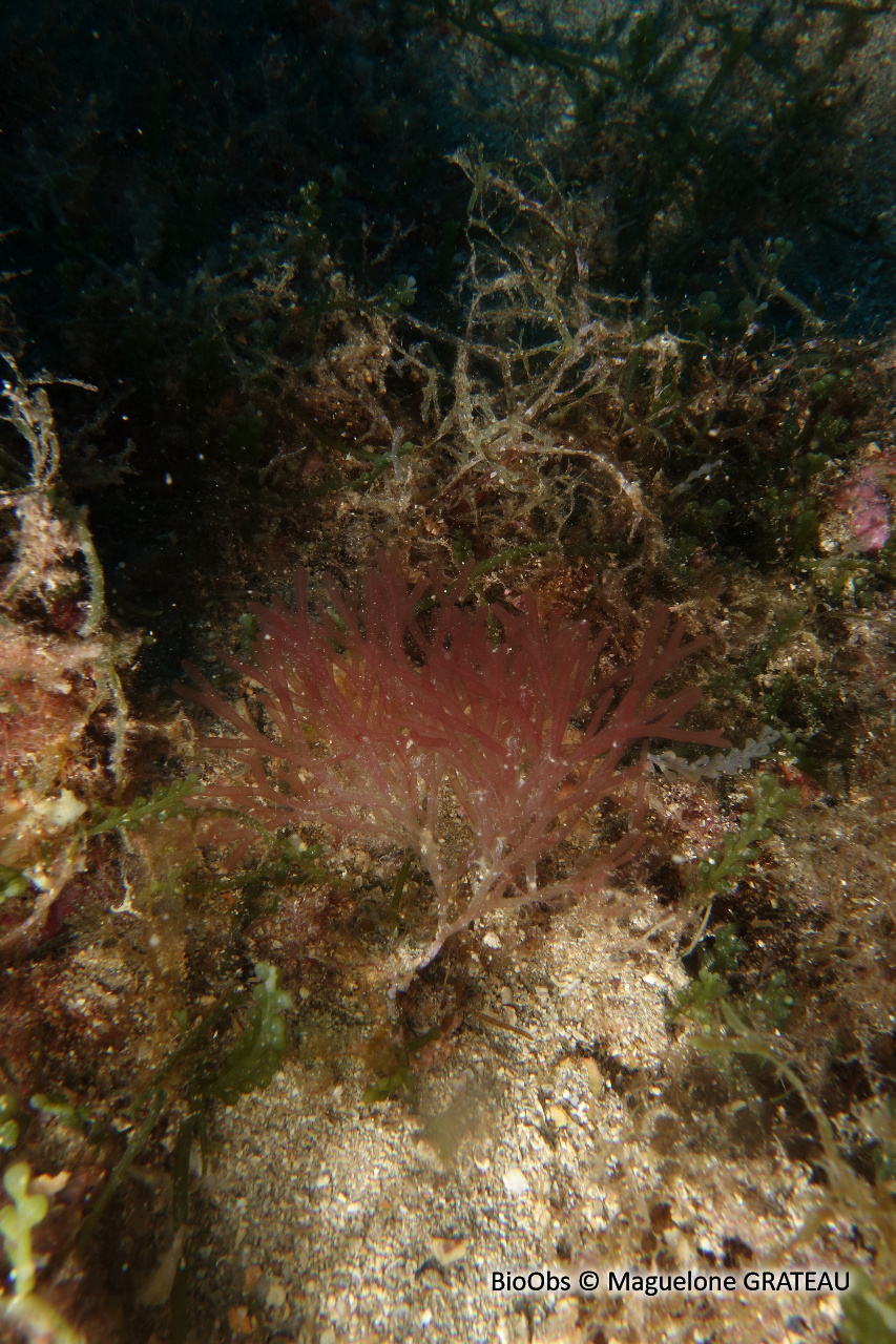 Sebdenia dichotome - Sebdenia dichotoma - Maguelone GRATEAU - BioObs