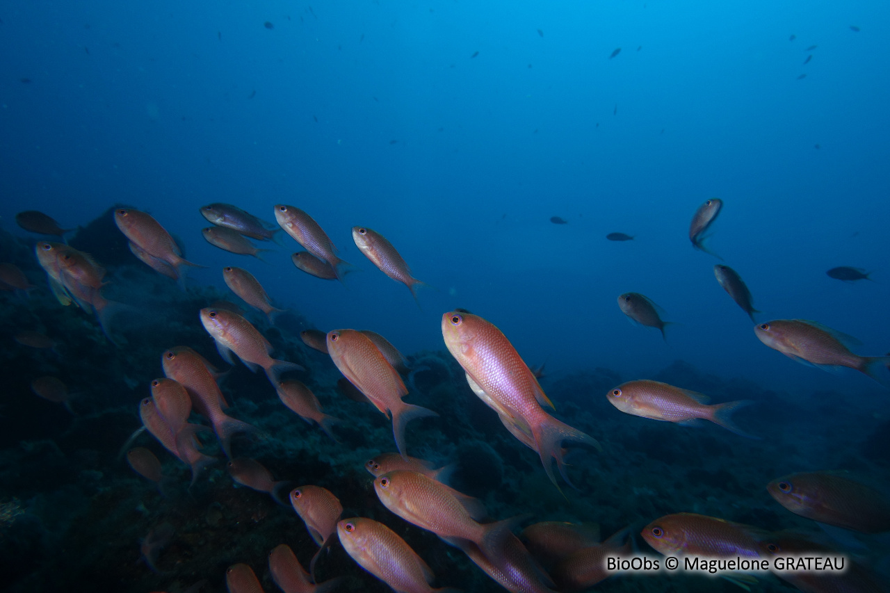 Barbier - Anthias anthias - Maguelone GRATEAU - BioObs