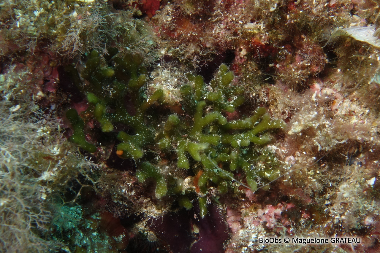 Codium vermiforme - Codium vermilara - Maguelone GRATEAU - BioObs