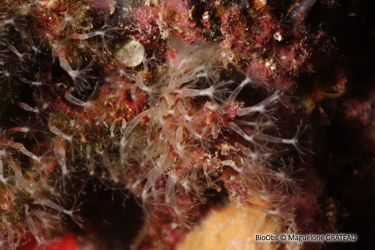 Corail corne d'abondance - Cornularia cornucopiae - Maguelone GRATEAU - BioObs