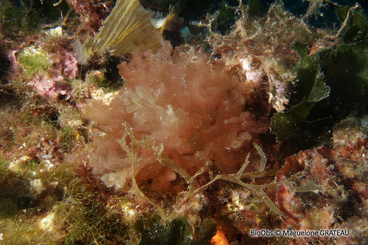 Predaea d'Ollivier - Predaea ollivieri - Maguelone GRATEAU - BioObs