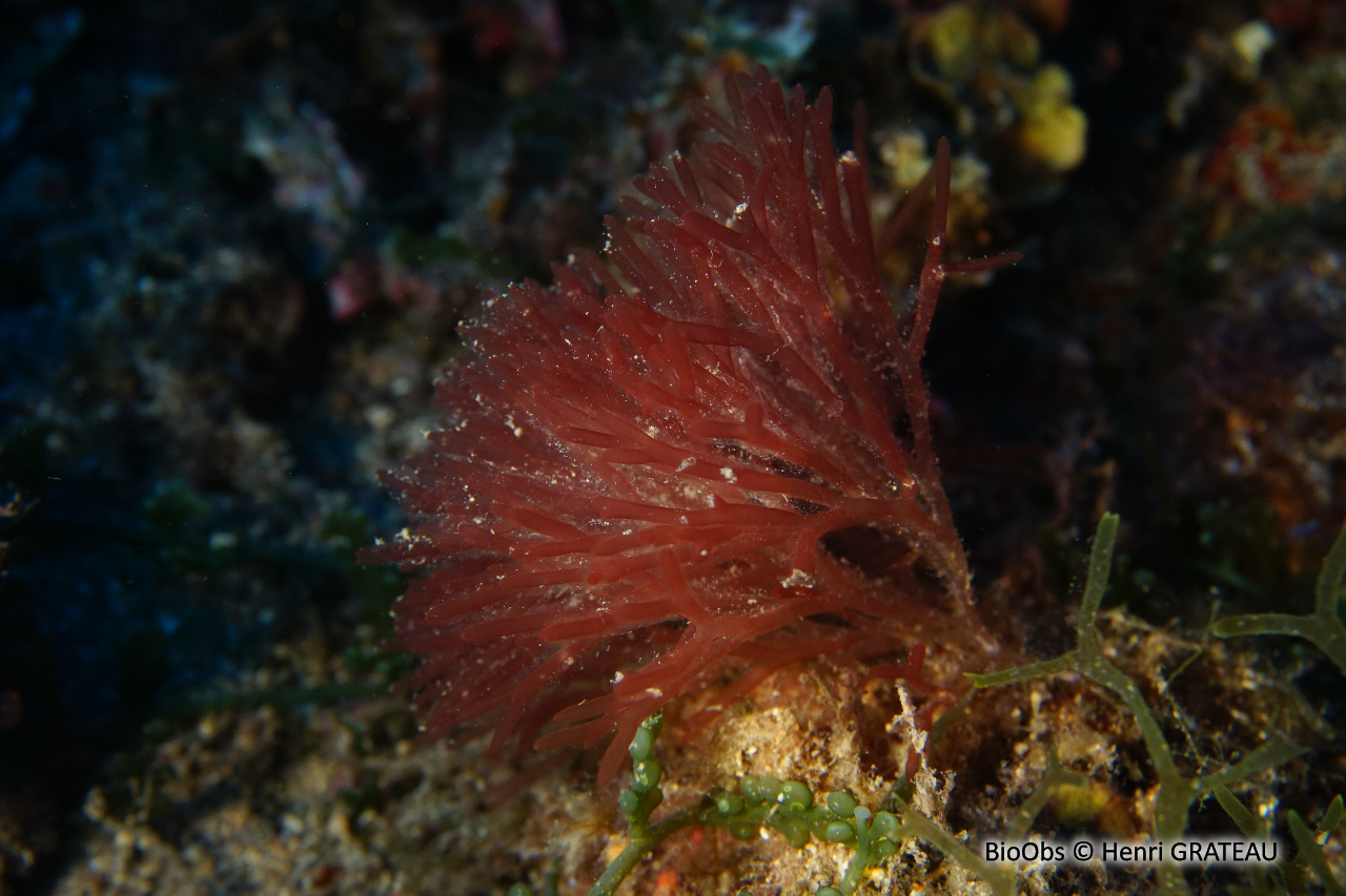 Sebdenia dichotome - Sebdenia dichotoma - Henri GRATEAU - BioObs