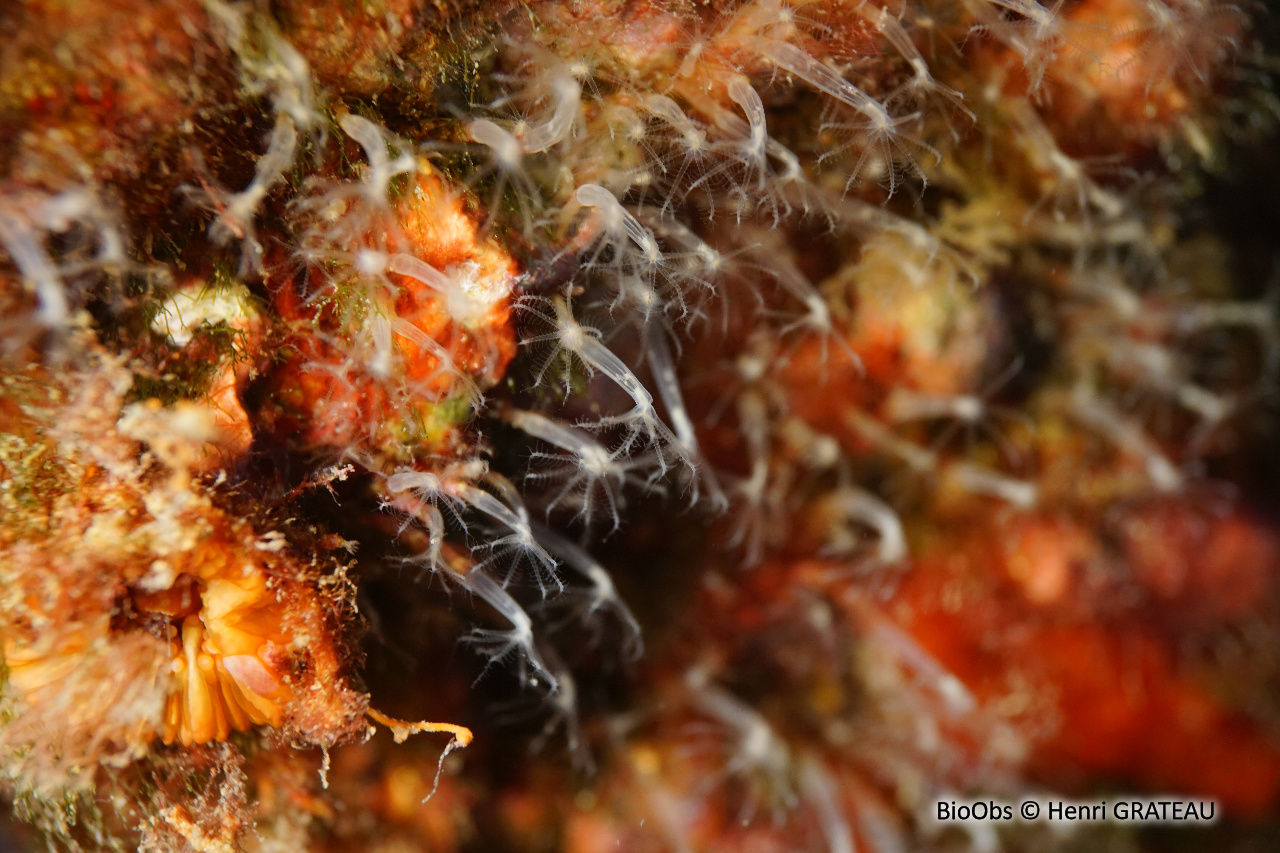 Corail corne d'abondance - Cornularia cornucopiae - Henri GRATEAU - BioObs
