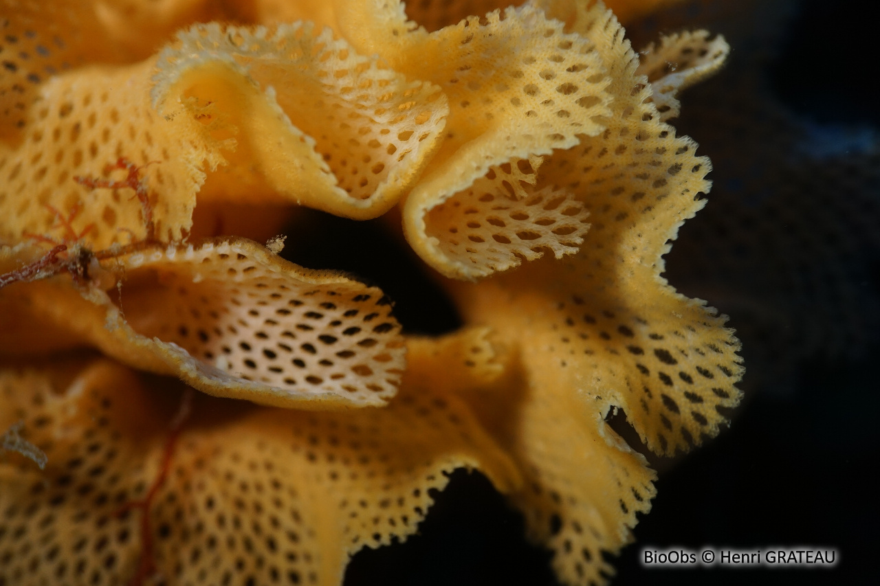 Dentelle de Neptune - Reteporella grimaldii - Henri GRATEAU - BioObs