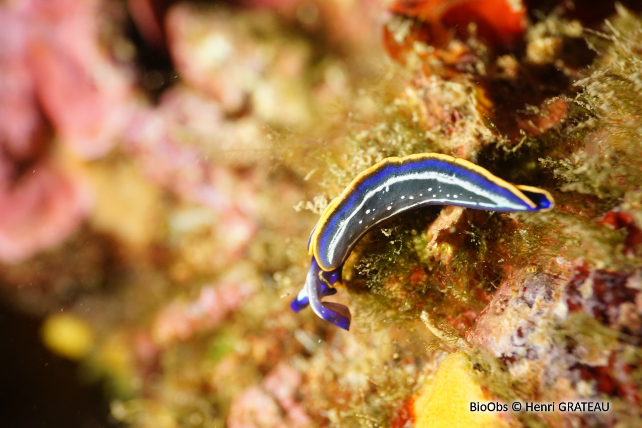 Thuridille de Hope - Thuridilla hopei - Henri GRATEAU - BioObs