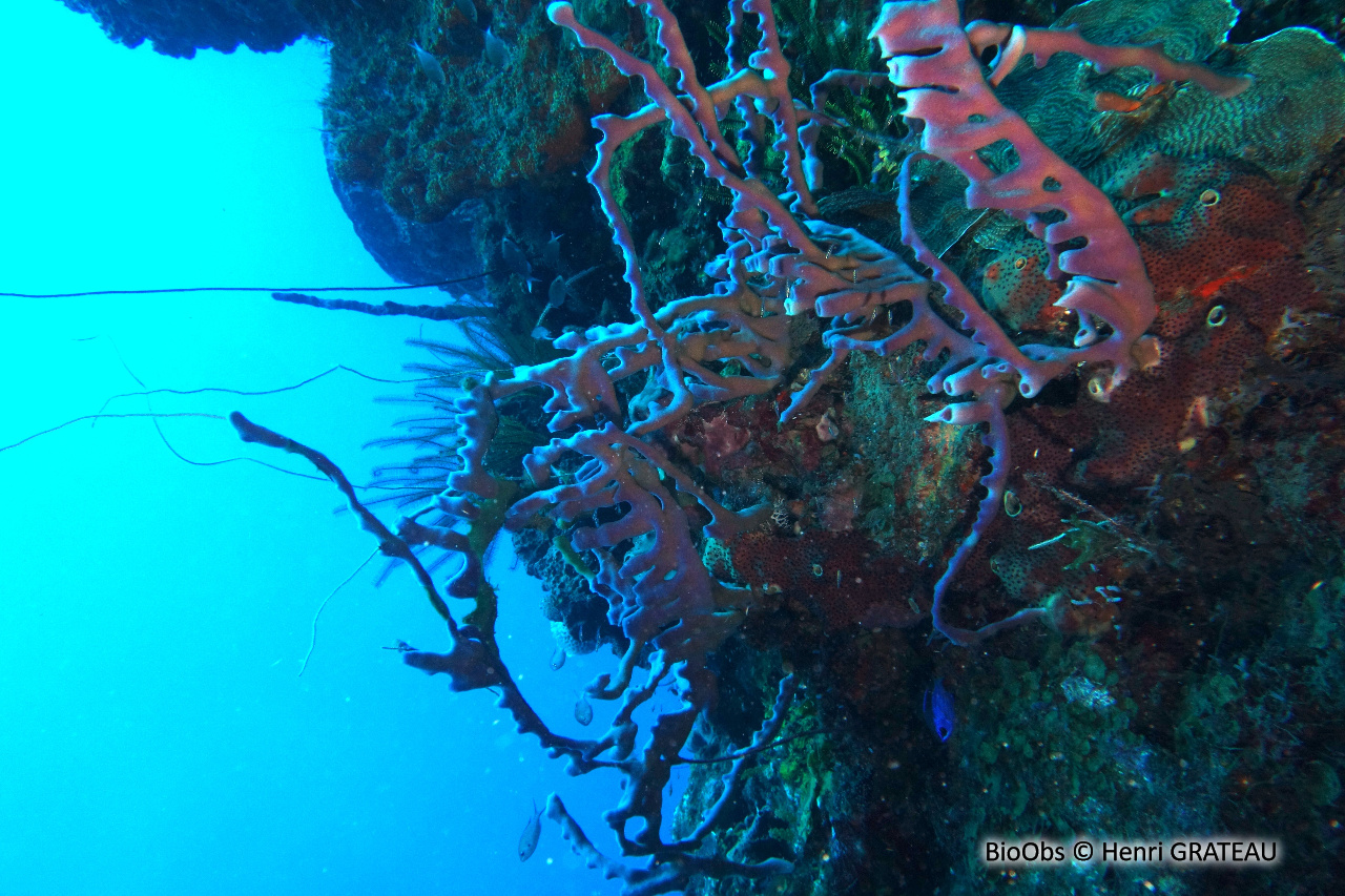 Eponge-pieuvre mauve rose - Callyspongia (Callyspongia) fallax - Henri GRATEAU - BioObs