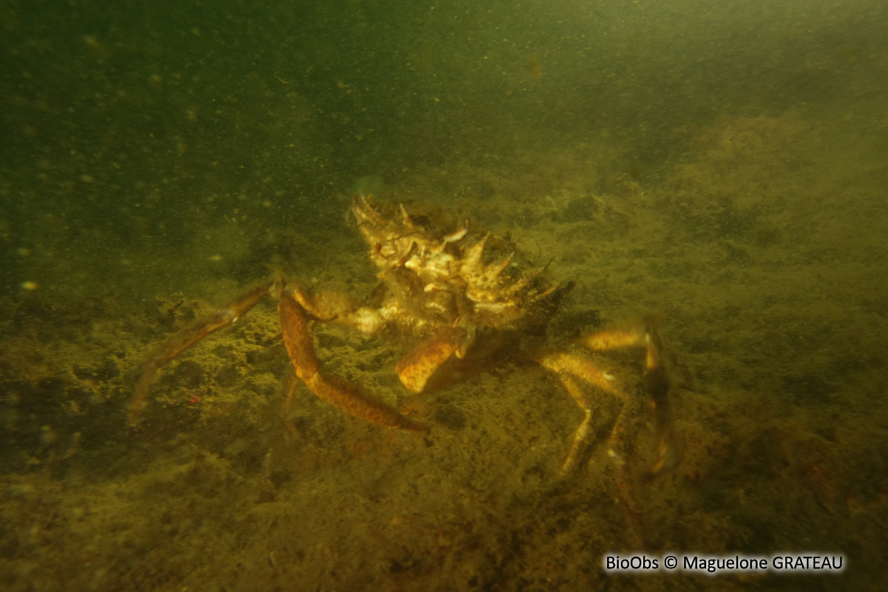 Petite araignée de mer - Maja crispata - Maguelone GRATEAU - BioObs