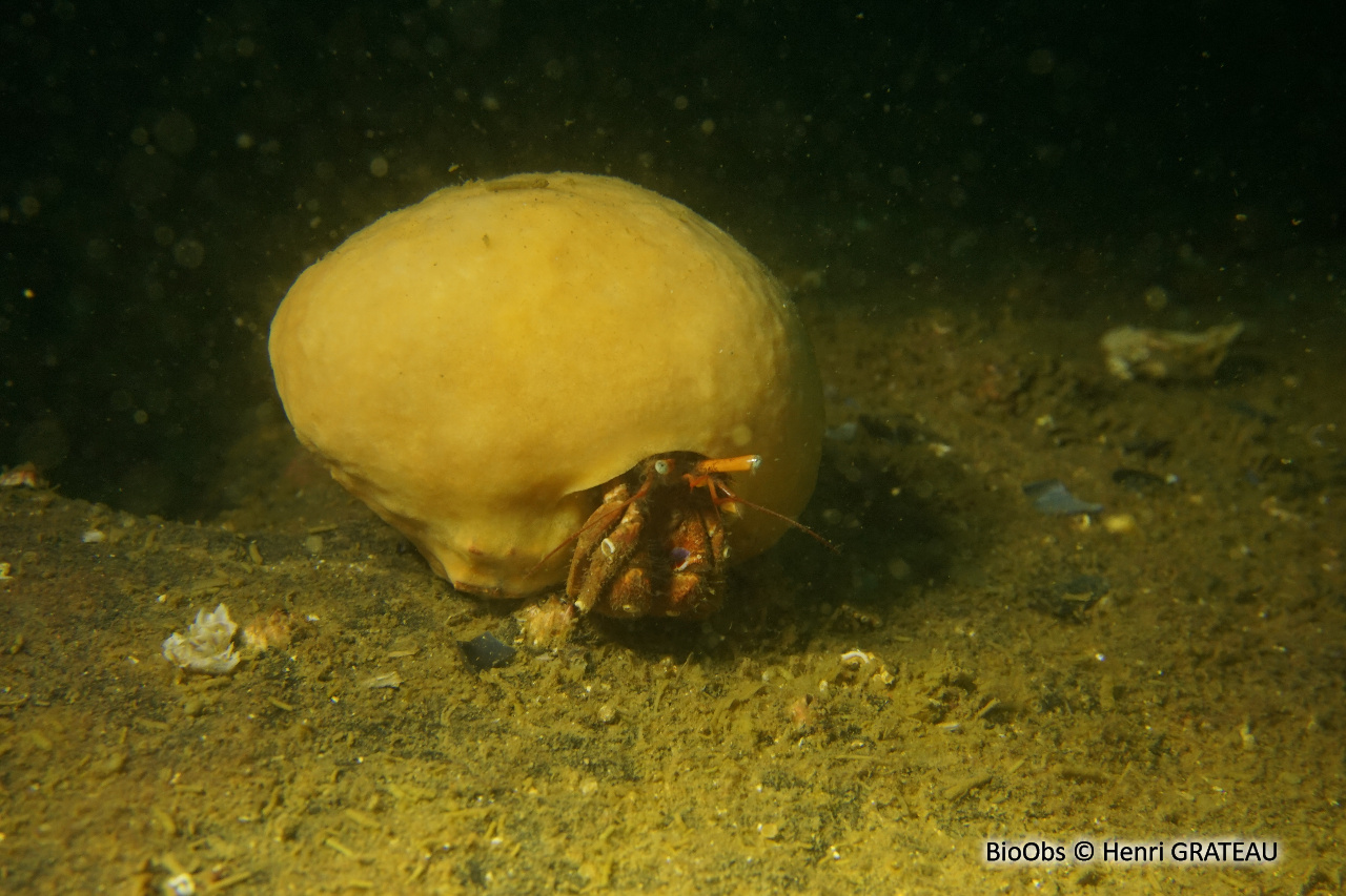 Subérite-gîte - Suberites domuncula - Henri GRATEAU - BioObs