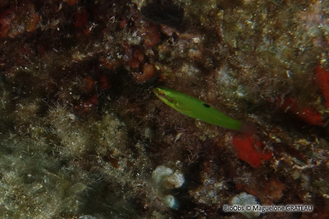 Girelle paon - Thalassoma pavo - Maguelone GRATEAU - BioObs