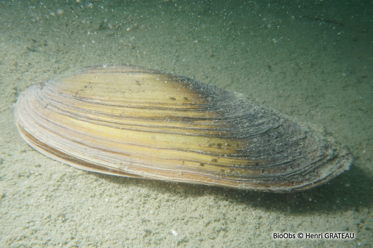 Anodonte - Anodonta sp. - Henri GRATEAU - BioObs