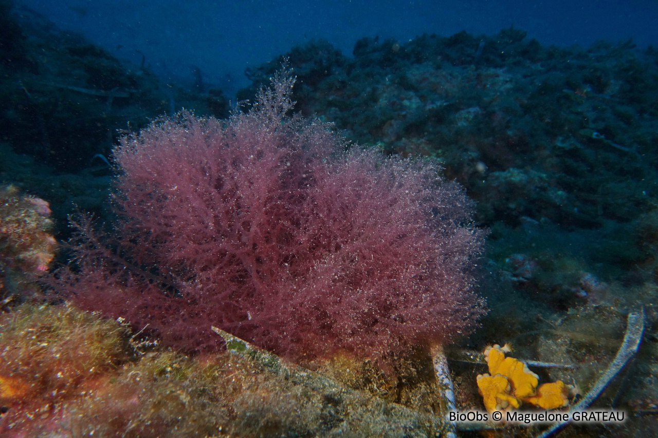Acrosymphyton pourpre - Acrosymphyton purpuriferum - Maguelone GRATEAU - BioObs