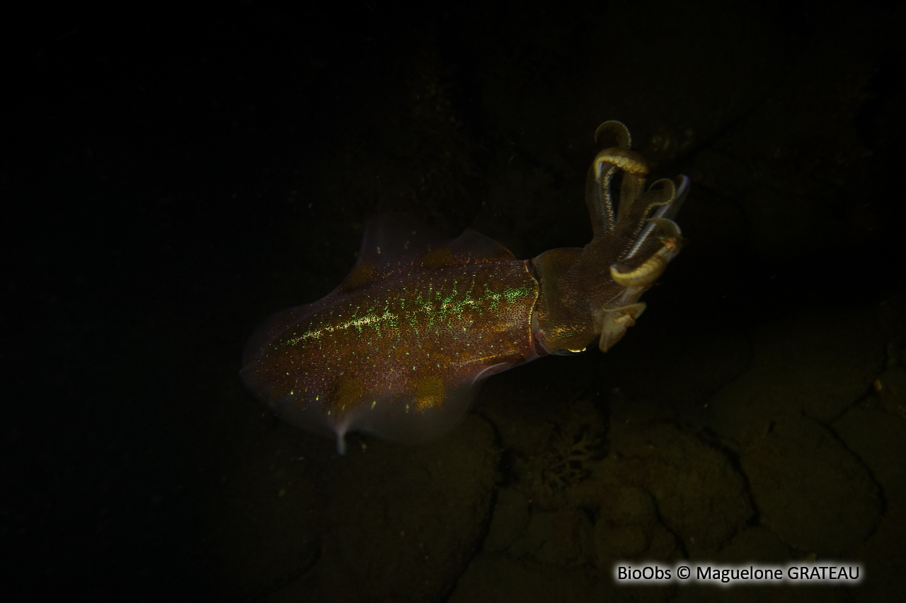 Calmar de récif des Caraïbes - Sepioteuthis sepioidea - Maguelone GRATEAU - BioObs