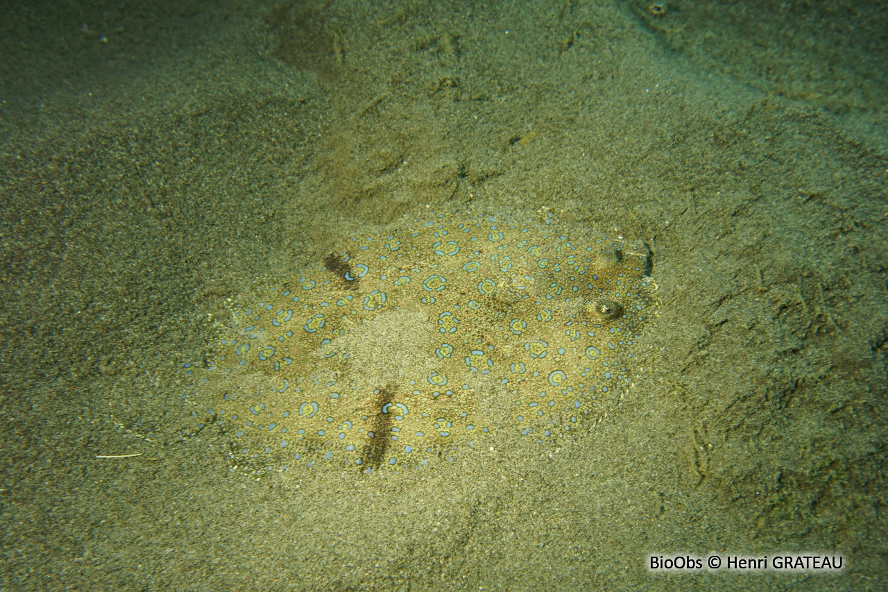 Carrelet-paon - Bothus lunatus - Henri GRATEAU - BioObs