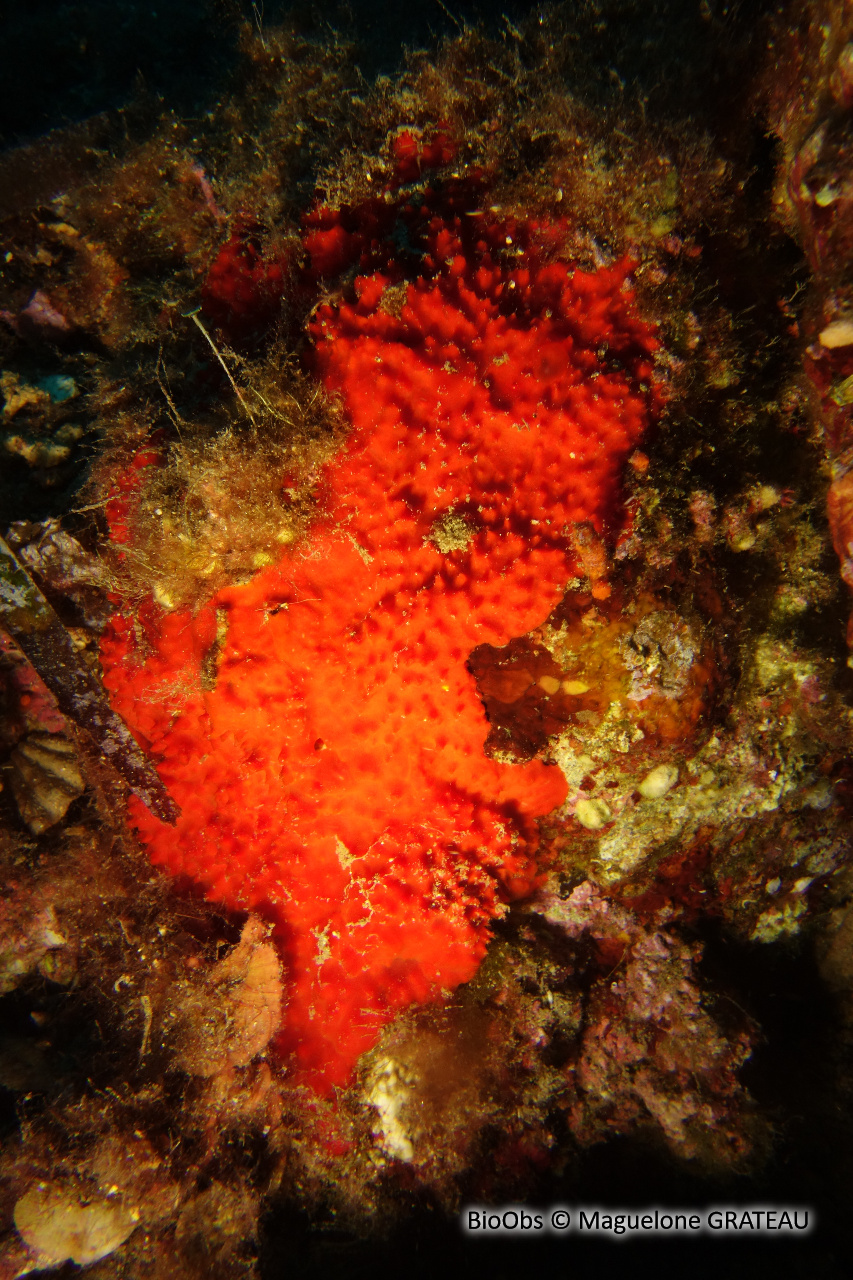 Éponge rouge hirsute - Raspaciona aculeata - Maguelone GRATEAU - BioObs