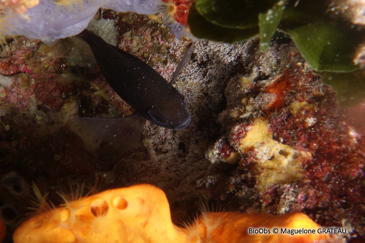 Castagnole - Chromis chromis - Maguelone GRATEAU - BioObs