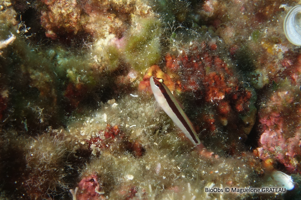 Gobie rayé - Gobius vittatus - Maguelone GRATEAU - BioObs