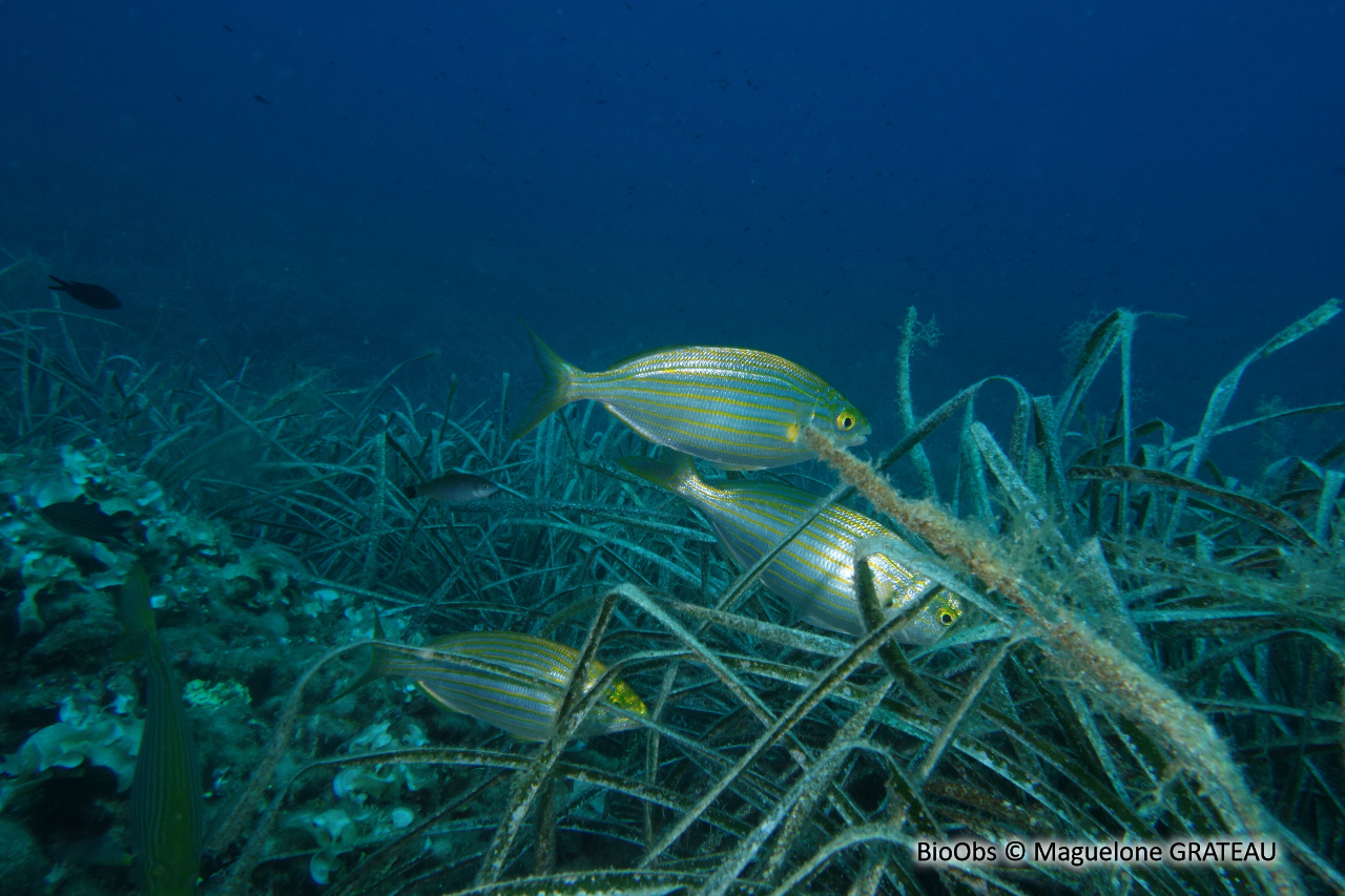 Saupe - Sarpa salpa - Maguelone GRATEAU - BioObs