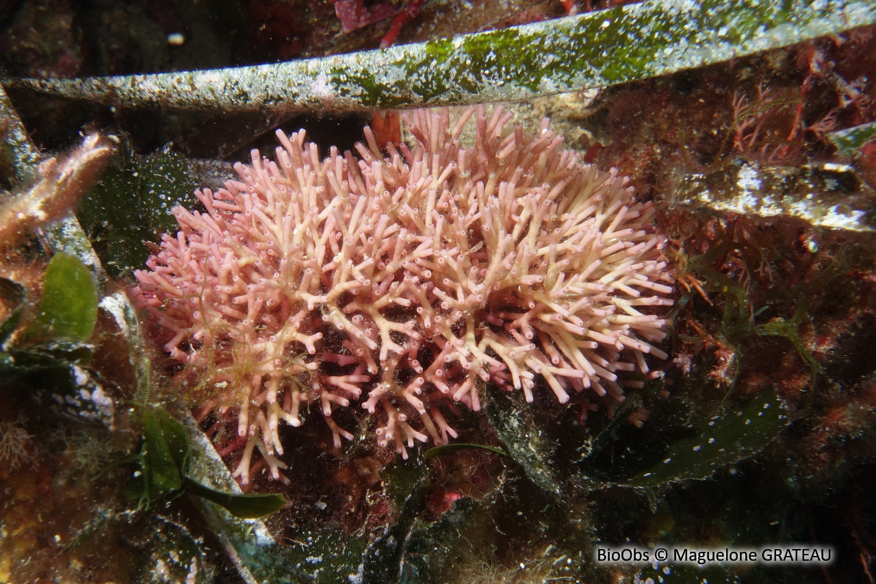 Tricléocarpe fragile - Tricleocarpa fragilis - Maguelone GRATEAU - BioObs